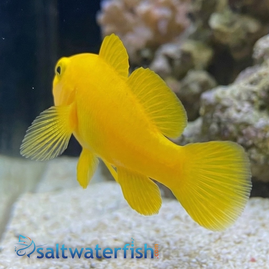 Yellow Clown Goby