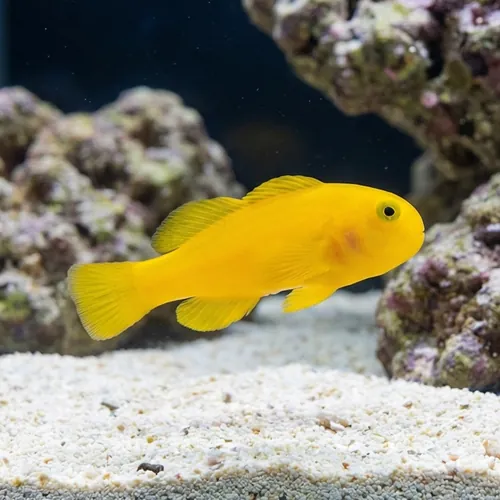 Yellow Clown Goby
