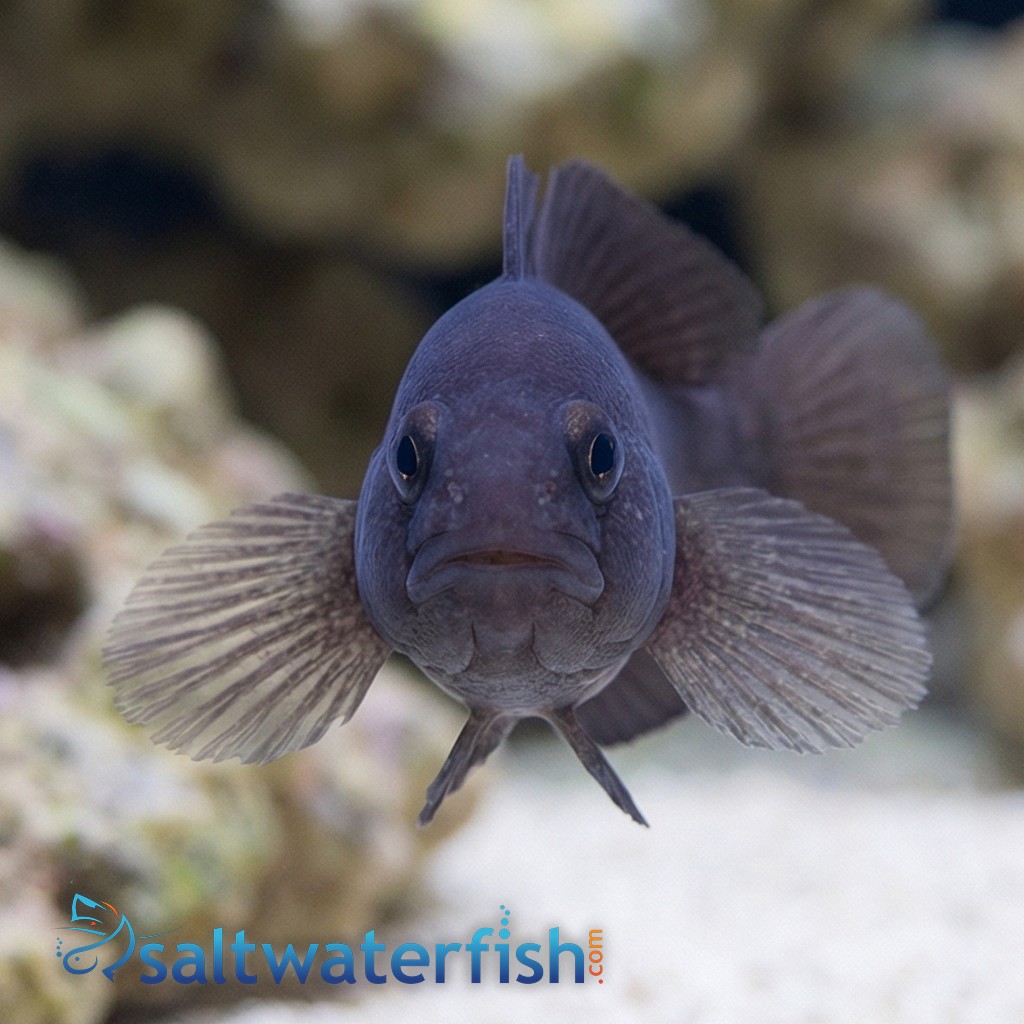 Black Clown Goby