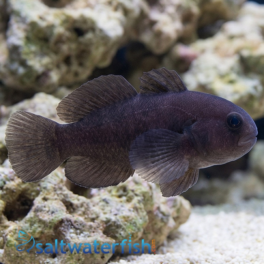Black Clown Goby