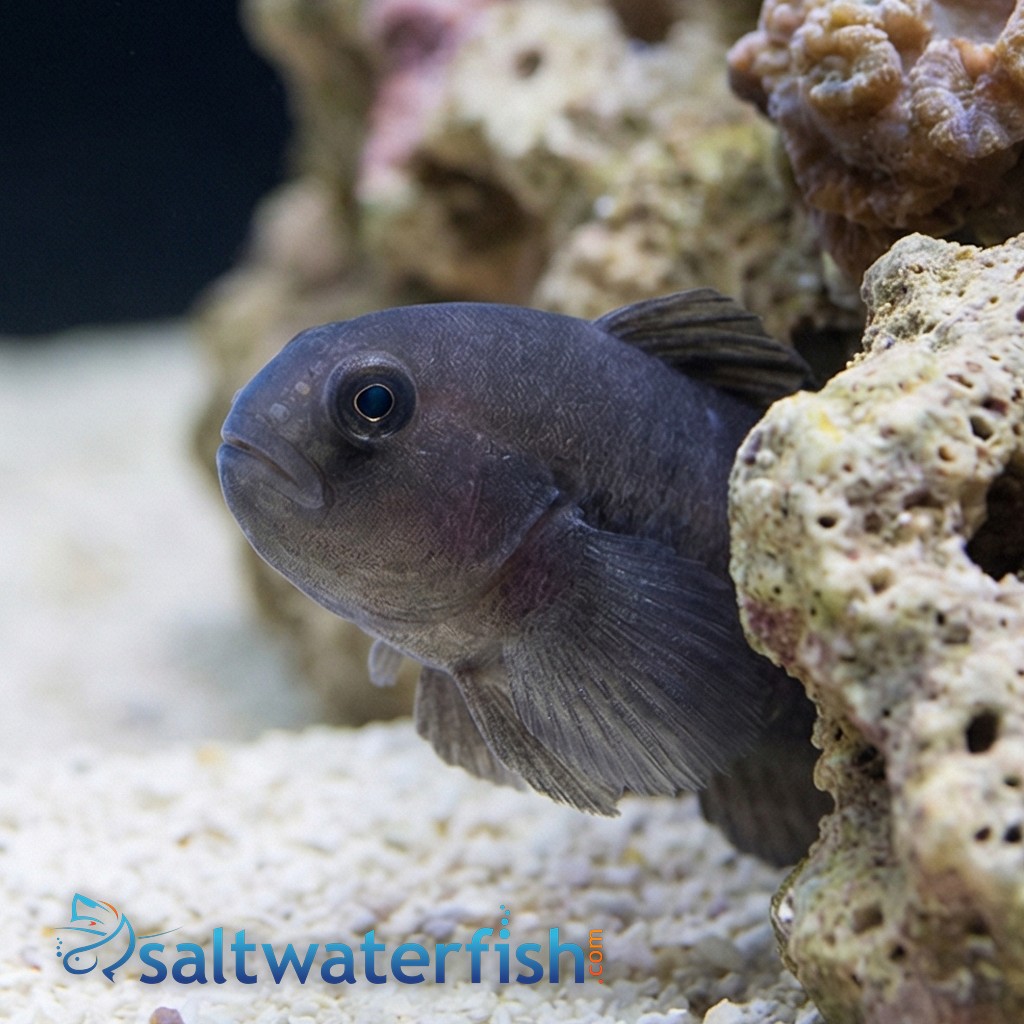 Black Clown Goby