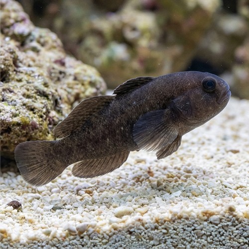 Black Clown Goby