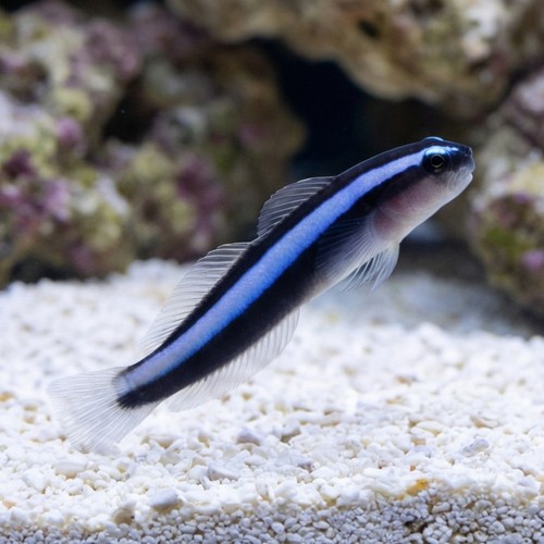 Blue Neon Goby - Pacific - MAC Certified - QM Labs