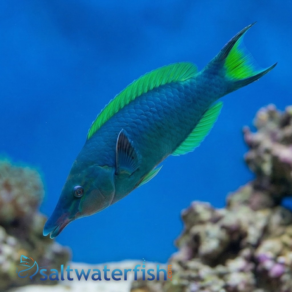 Blue/Green Bird Wrasse - Indian Ocean