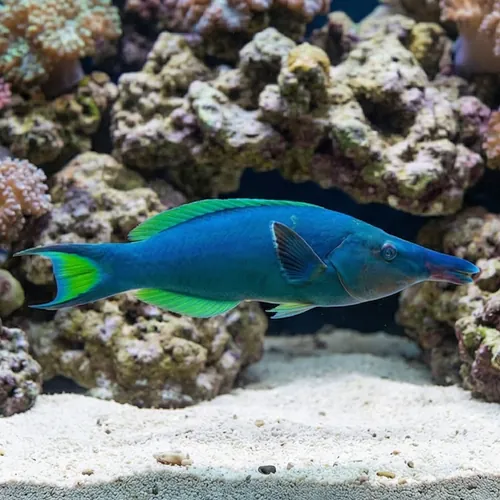 Blue/Green Bird Wrasse - Indian Ocean