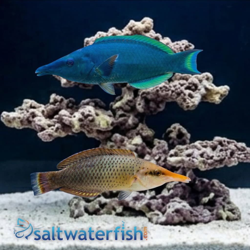 Black Bird Wrasse: Female - MAC Certified