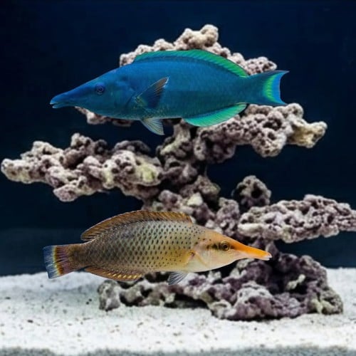 Black Bird Wrasse: Female - MAC Certified