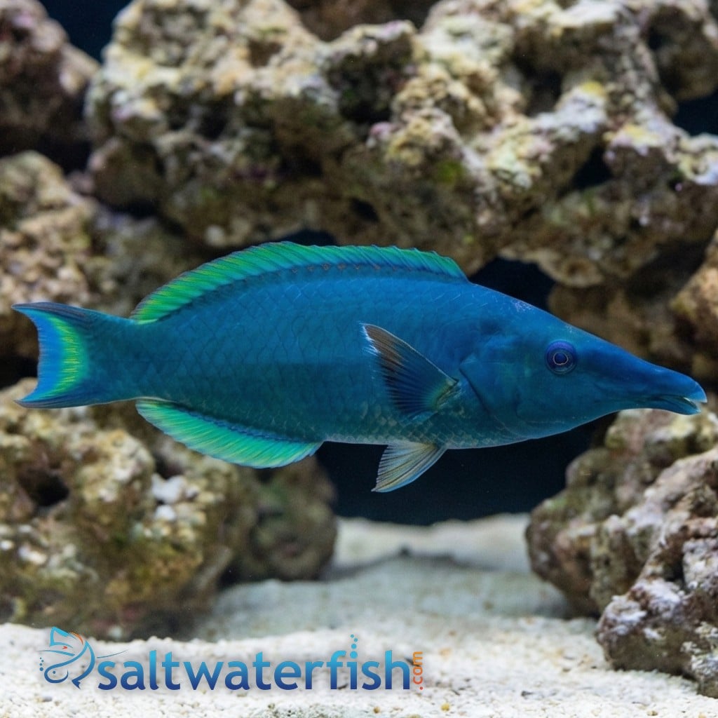 Green Bird Wrasse