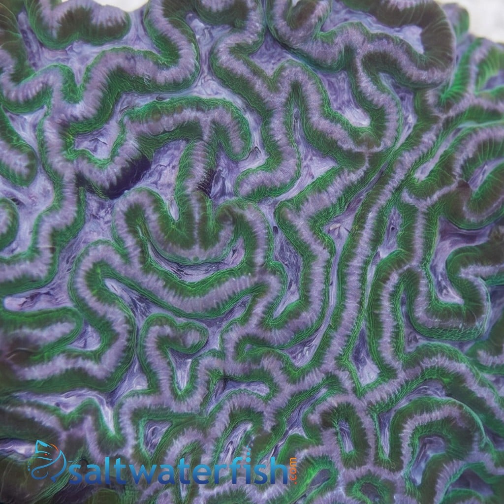Prism Brain Coral: Pink