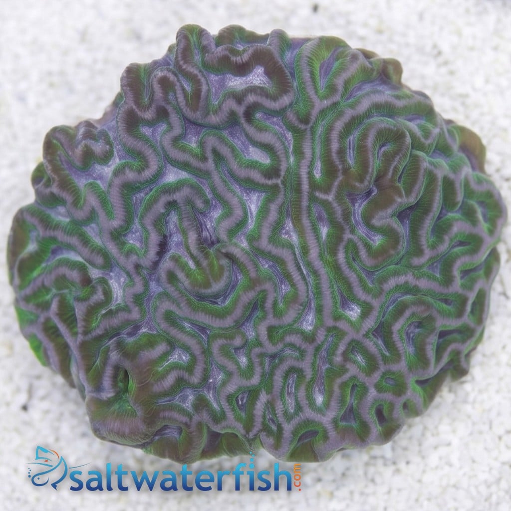 Prism Brain Coral: Pink