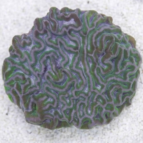 Prism Brain Coral: Pink
