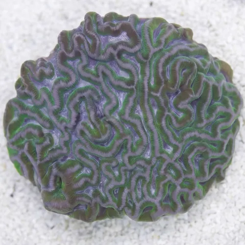 Prism Brain Coral: Pink