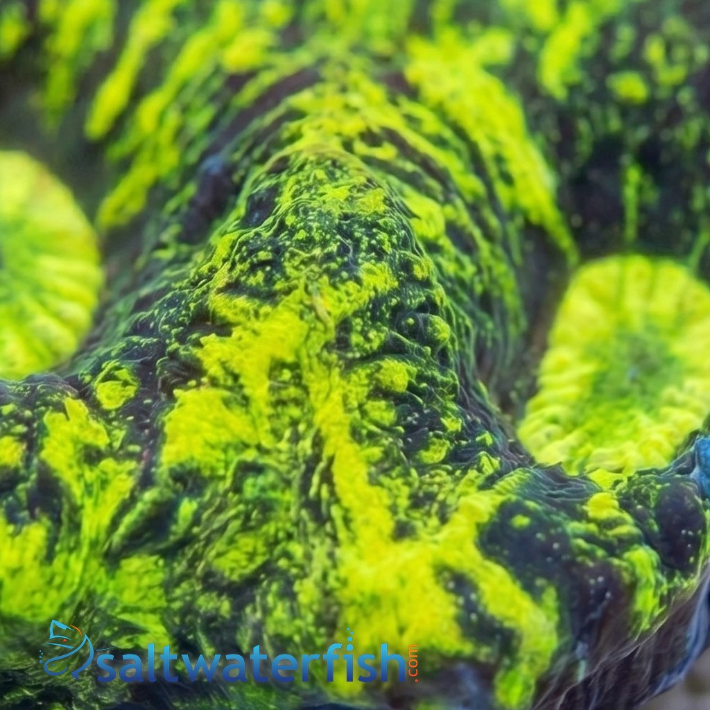 Goniastria Coral: Green Splatter - Australia