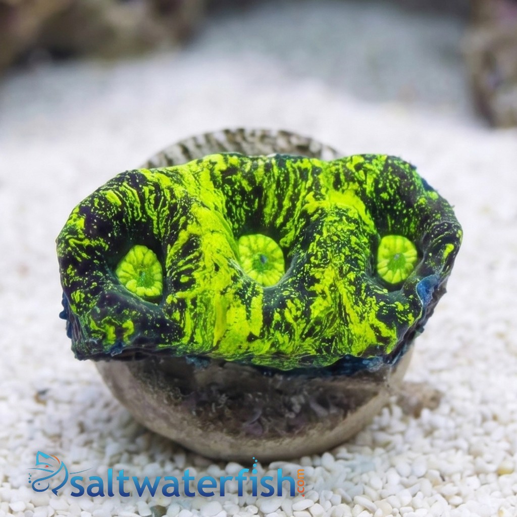 Goniastria Coral: Green Splatter - Australia