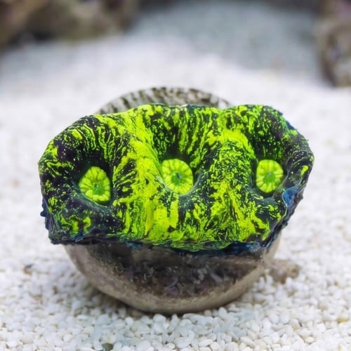 Goniastria Coral: Green Splatter - Australia