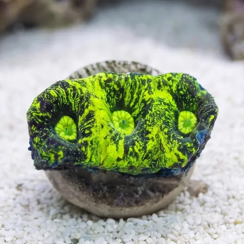 Goniastria Coral: Green Splatter - Australia