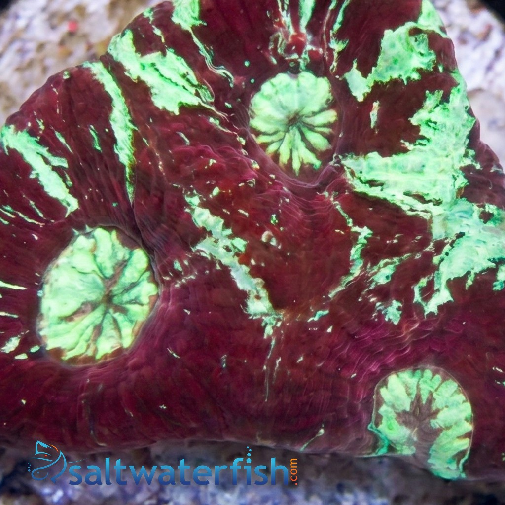 Goniastria Coral: Red/Green Splatter - Australia