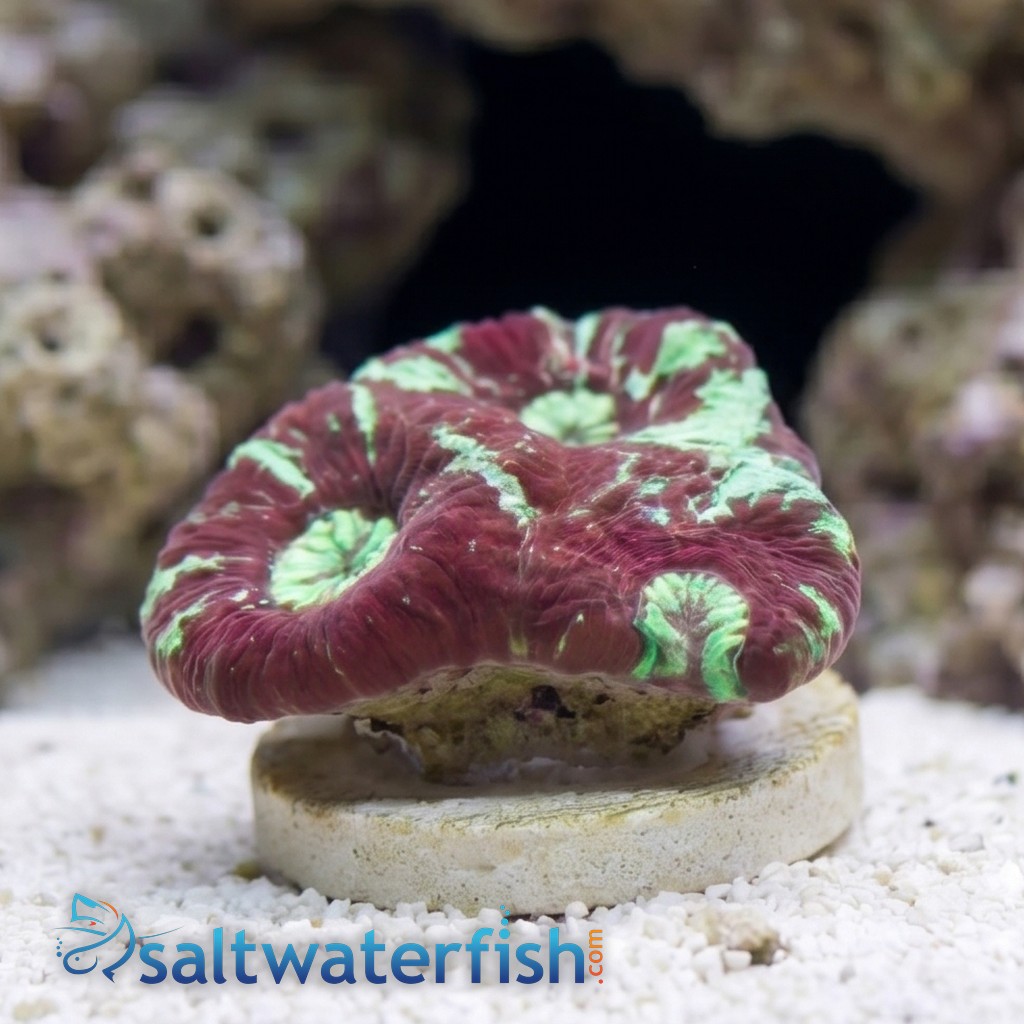 Goniastria Coral: Red/Green Splatter - Australia