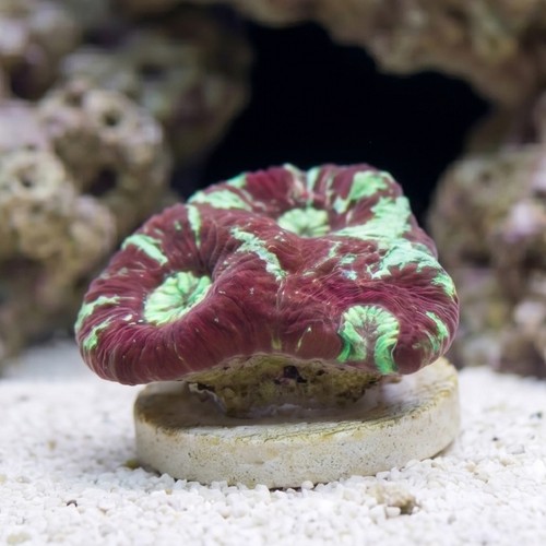 Goniastria Coral: Red/Green Splatter - Australia