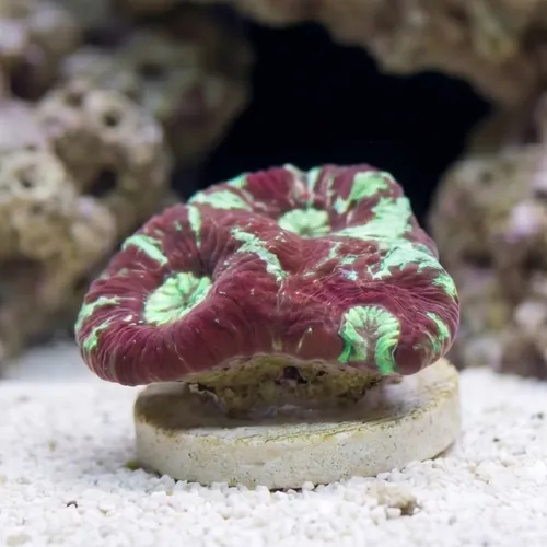Goniastria Coral: Red/Green Splatter - Australia
