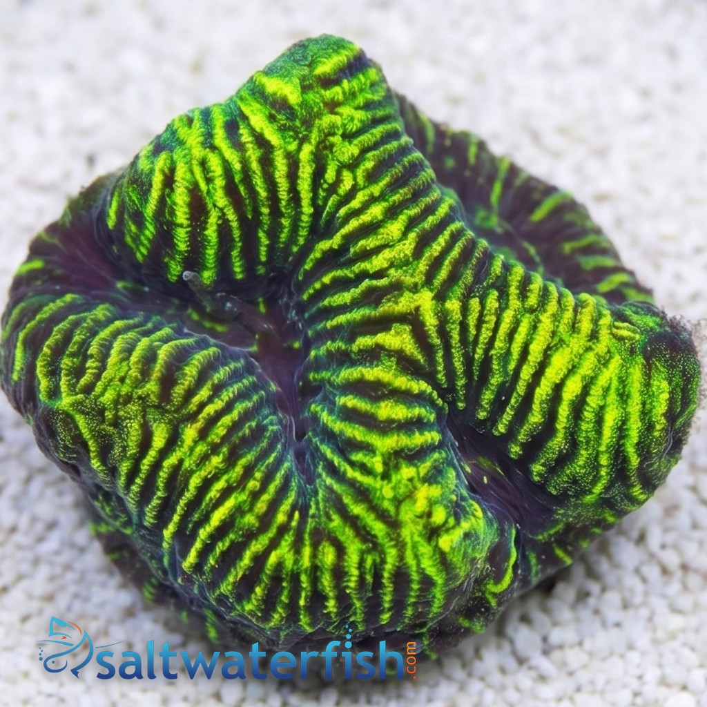 Brain Prism Maze Coral: Neon Green - Australia