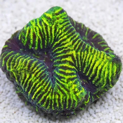 Brain Prism Maze Coral: Neon Green - Australia