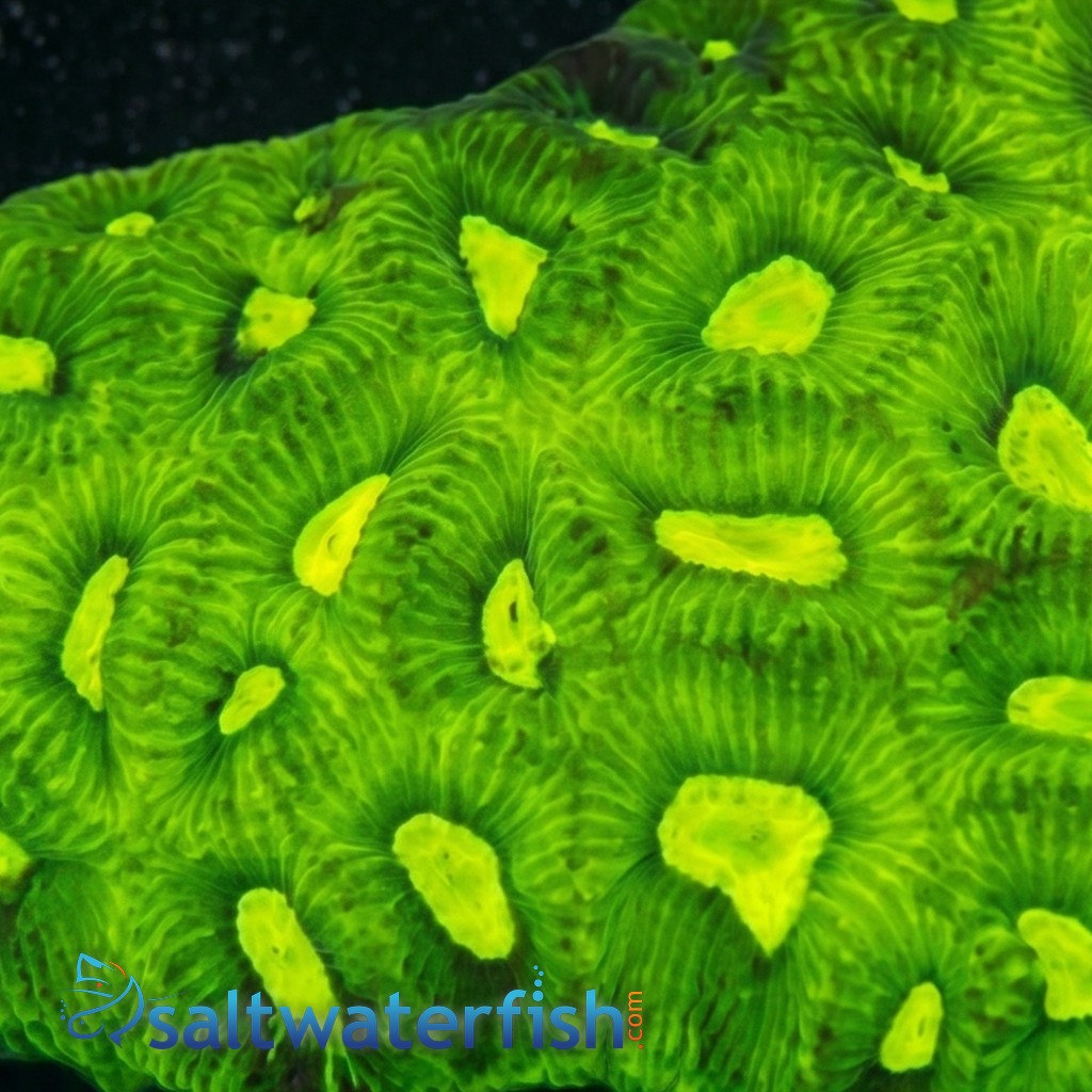 Goniastria Coral: Toxic Green - Australia