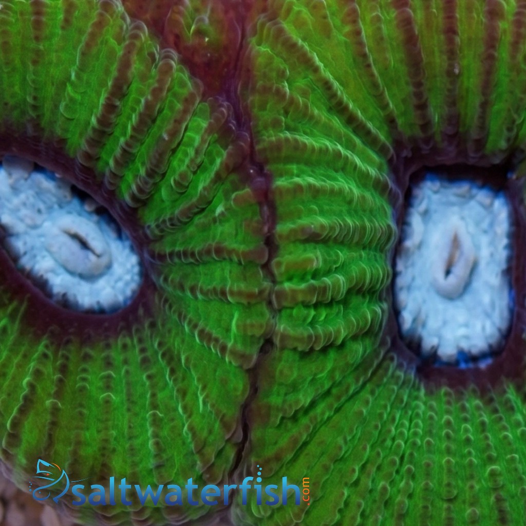 Goniastria Coral: Green W/ Teal Center- Australia