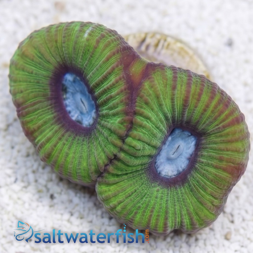 Goniastria Coral: Green W/ Teal Center- Australia