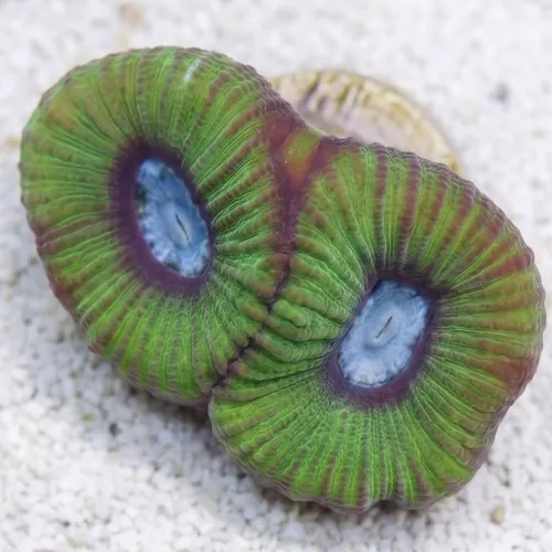 Goniastria Coral: Green W/ Teal Center- Australia