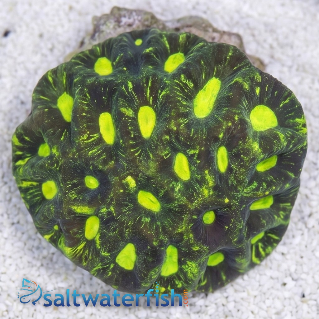 Goniastria Coral: Green Splatter - Australia