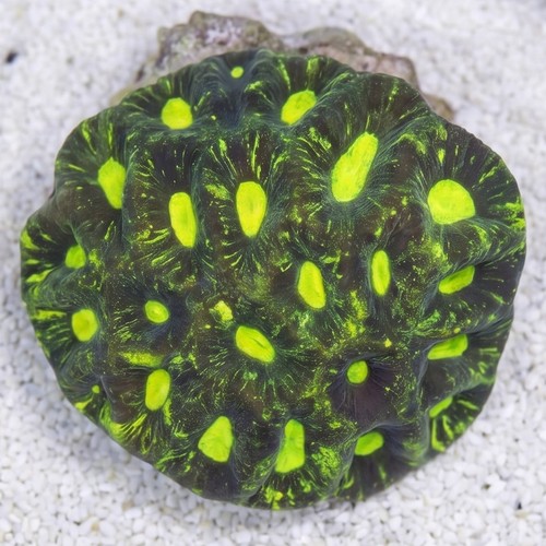 Goniastria Coral: Green Splatter - Australia