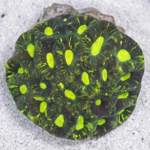 Goniastria Coral: Green Splatter - Australia