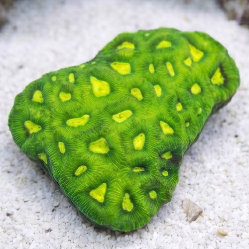 Brain Prism Coral Frag: Star - Aquacultured