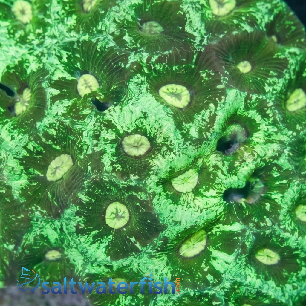 Brain Prism Coral Frag: "Dragon Soul" - Aquacultured