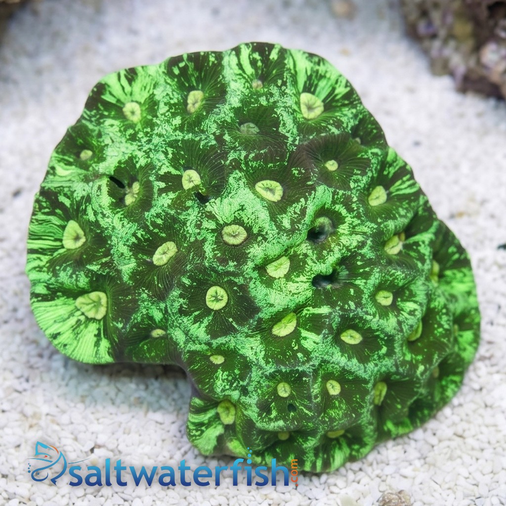 Brain Prism Coral Frag: "Dragon Soul" - Aquacultured