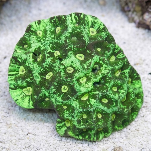Brain Prism Coral Frag: "Dragon Soul" - Aquacultured