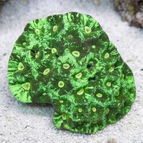 Brain Prism Coral Frag: "Dragon Soul" - Aquacultured