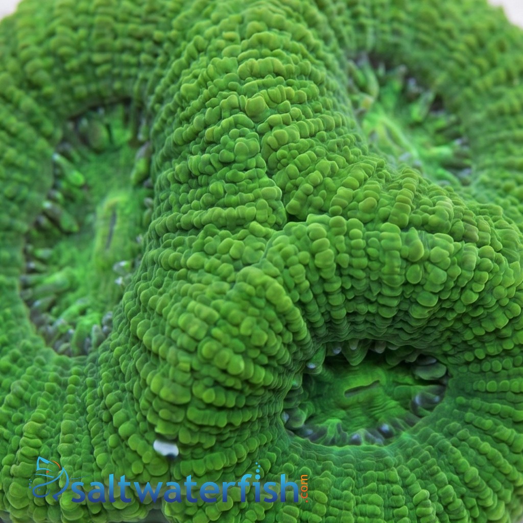 Brain Prism Coral Frag: "Dragon Soul" - Australia