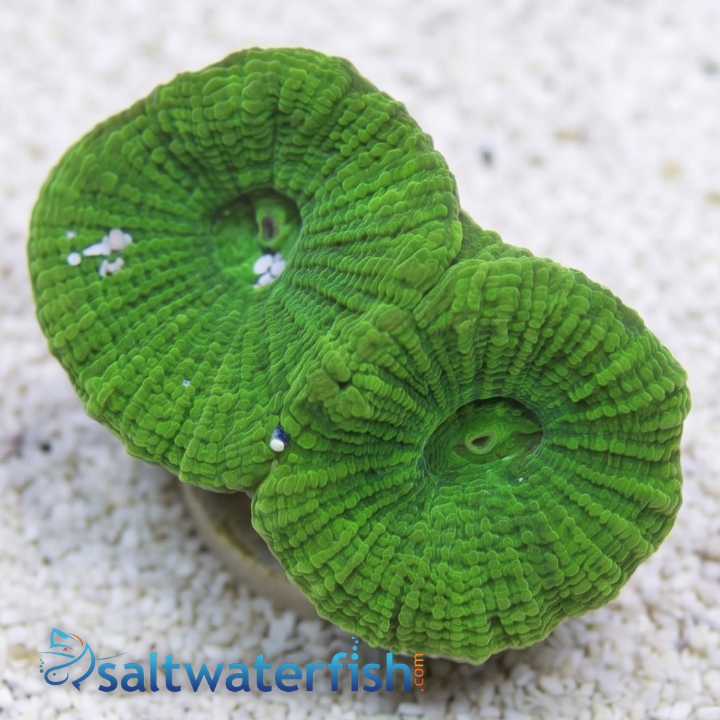 Brain Prism Coral Frag: "Dragon Soul" - Australia