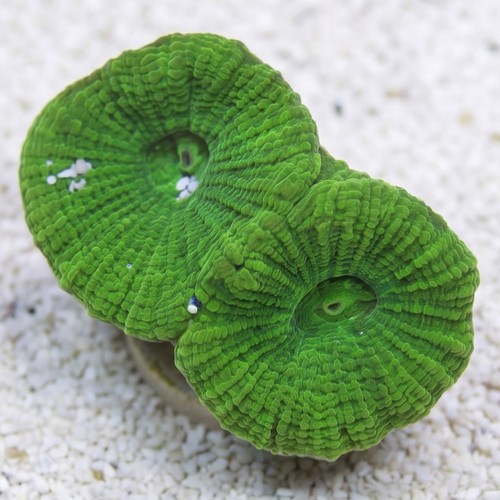 Brain Prism Coral Frag: "Dragon Soul" - Australia