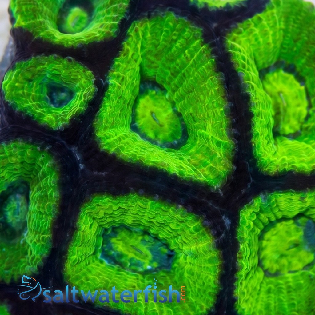 Brain Prism Coral Frag: Green - Australia