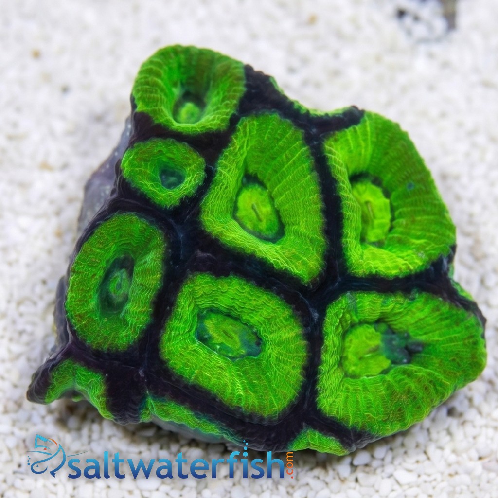 Brain Prism Coral Frag: Green - Australia