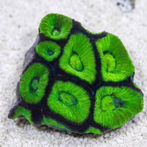 Brain Prism Coral Frag: Green - Australia