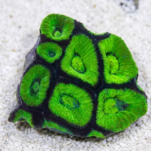 Brain Prism Coral Frag: Green - Australia