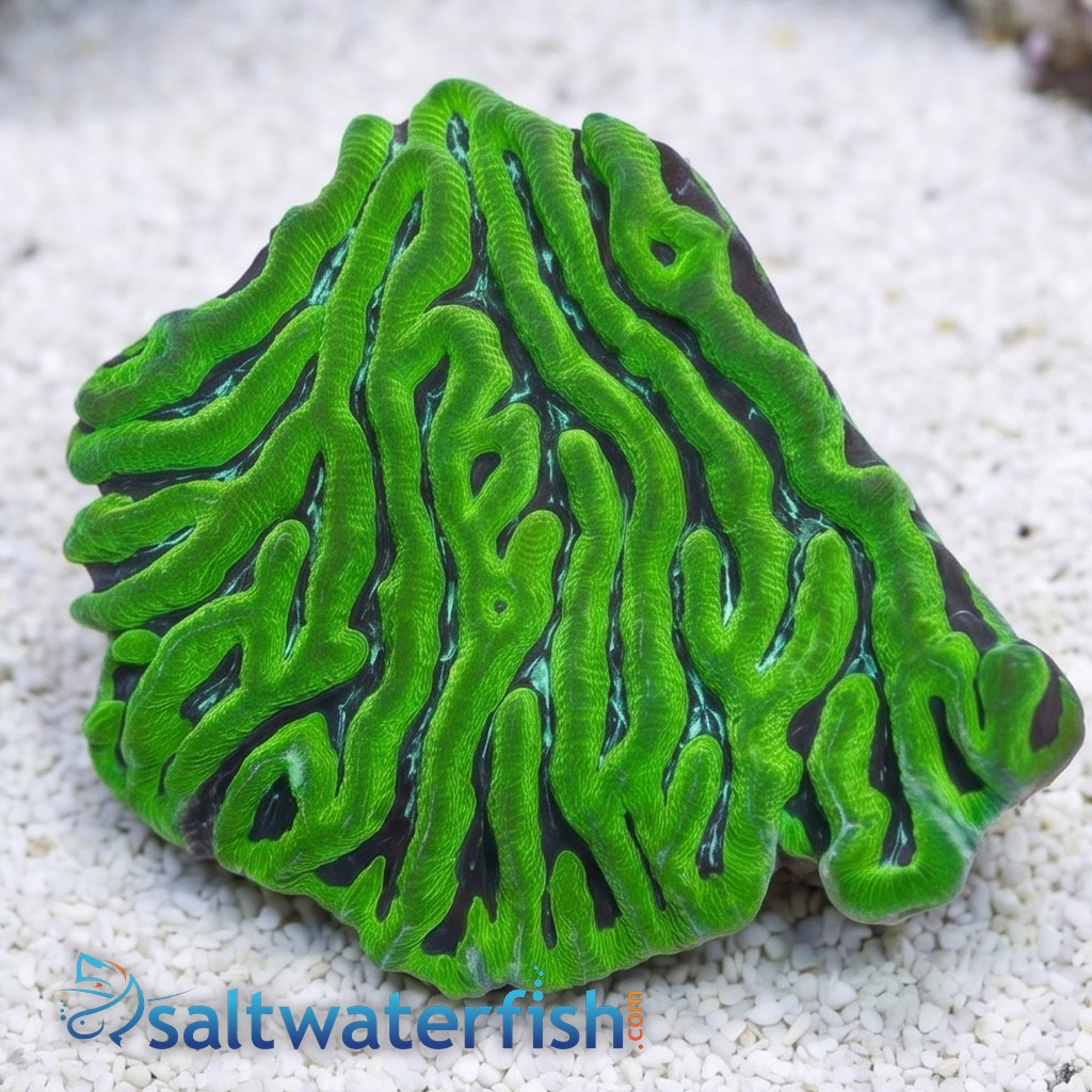 Brain Prism Coral: Neon Green - Australia
