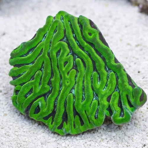 Brain Prism Coral: Neon Green - Australia
