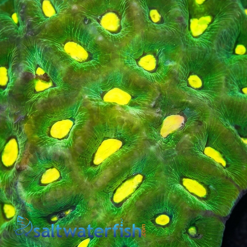 Brain Prism Coral: Green w/ Neon Green Center - Australia