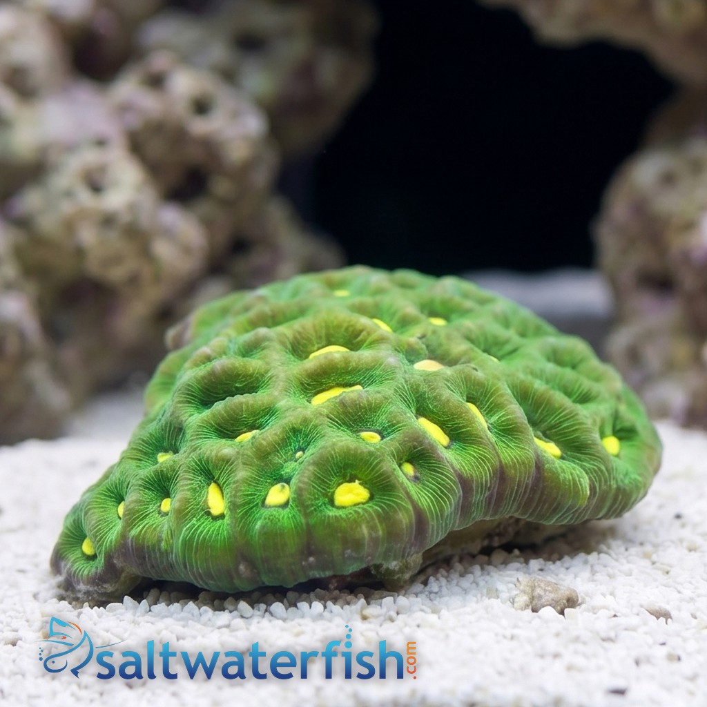 Brain Prism Coral: Green w/ Neon Green Center - Australia