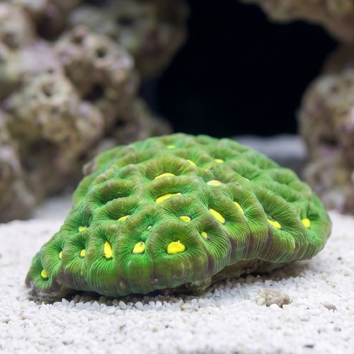 Brain Prism Coral: Green w/ Neon Green Center - Australia
